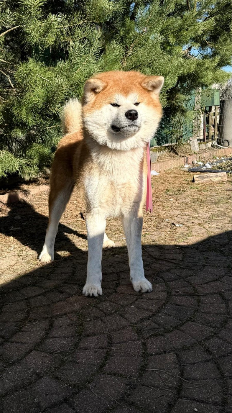 Awa ryosuke Go Jr Matsunaga