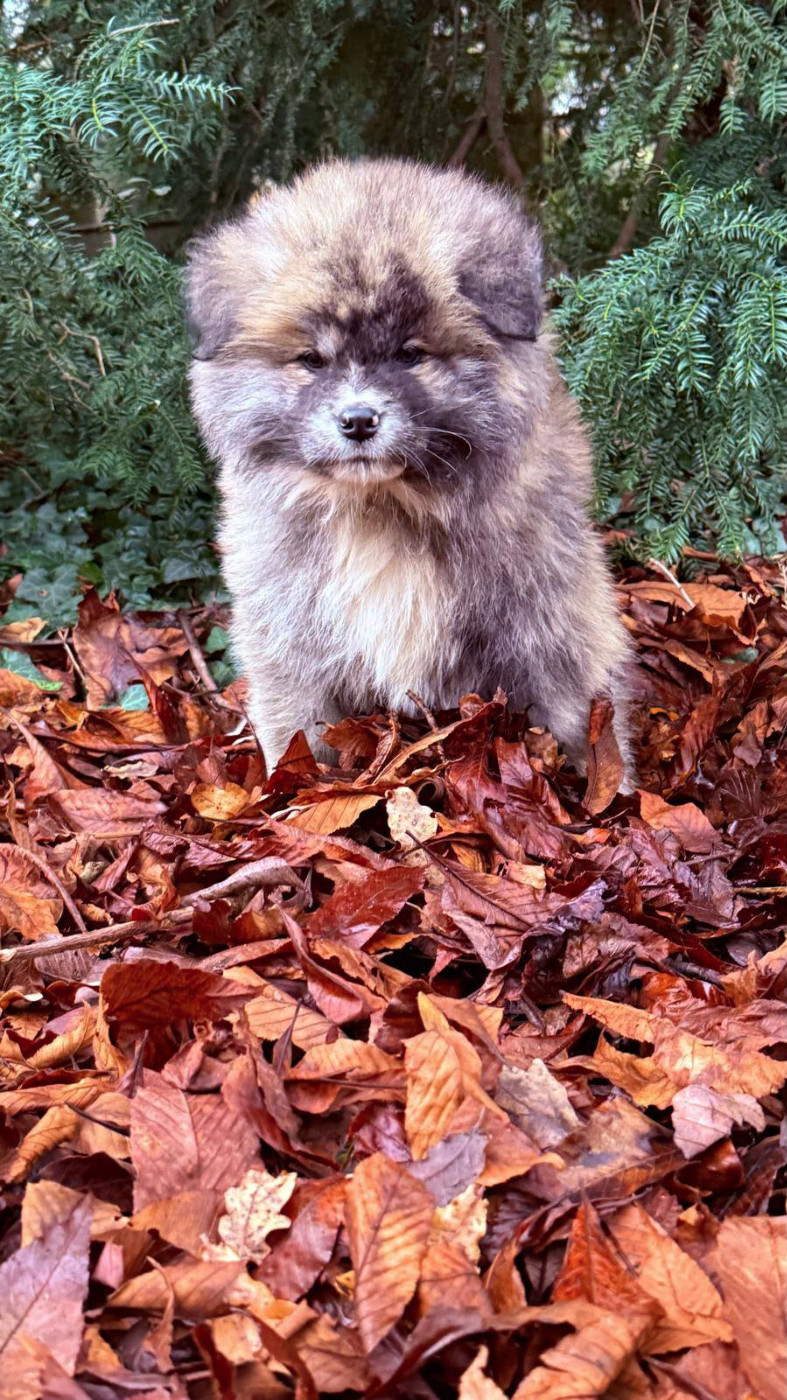 Des Dragons De Nishio - Chiots disponibles - Akita