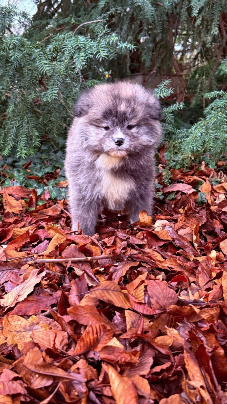 Des Dragons De Nishio - Chiots disponibles - Akita