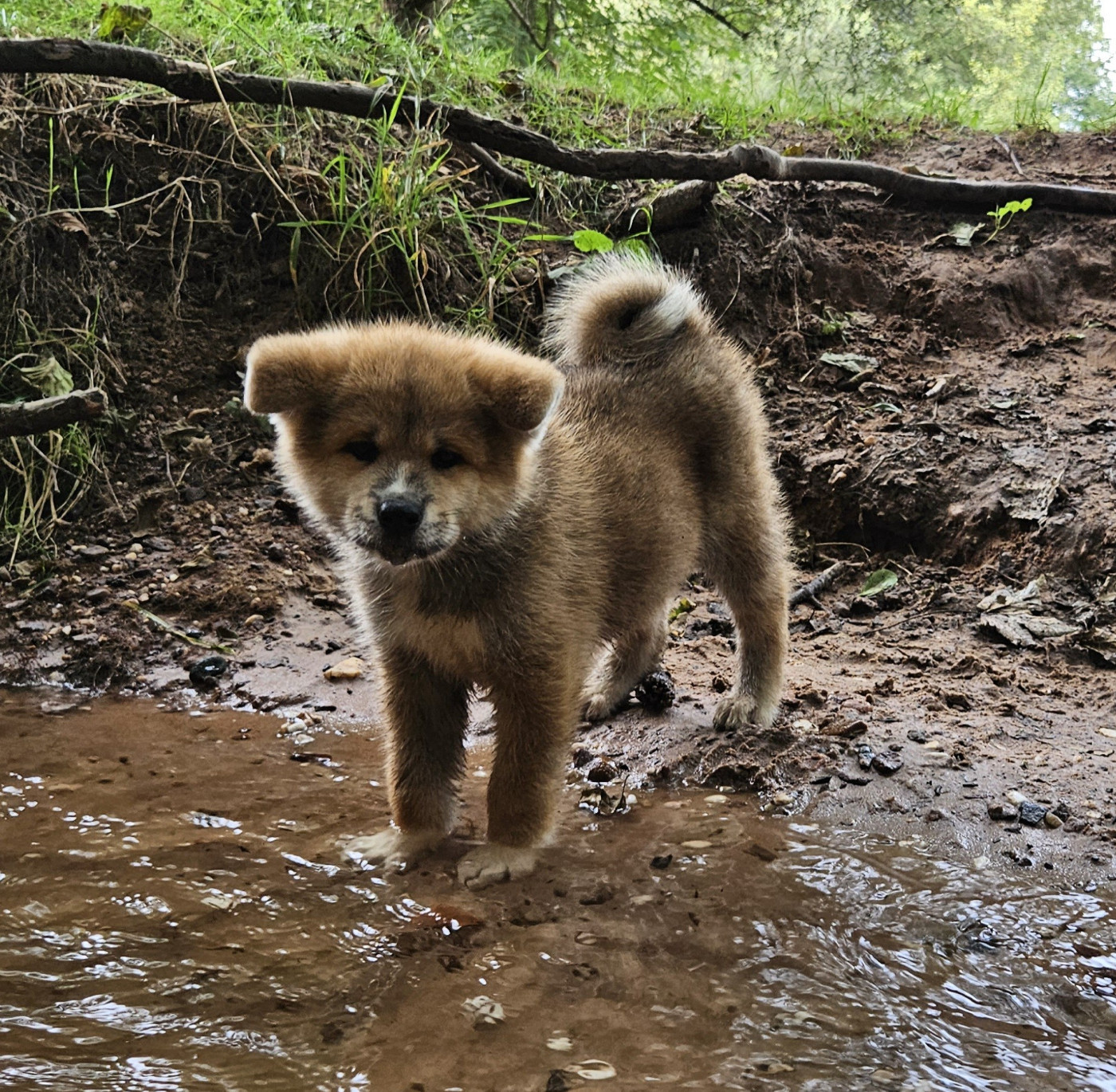 Des Dragons De Nishio - Chiots disponibles - Akita
