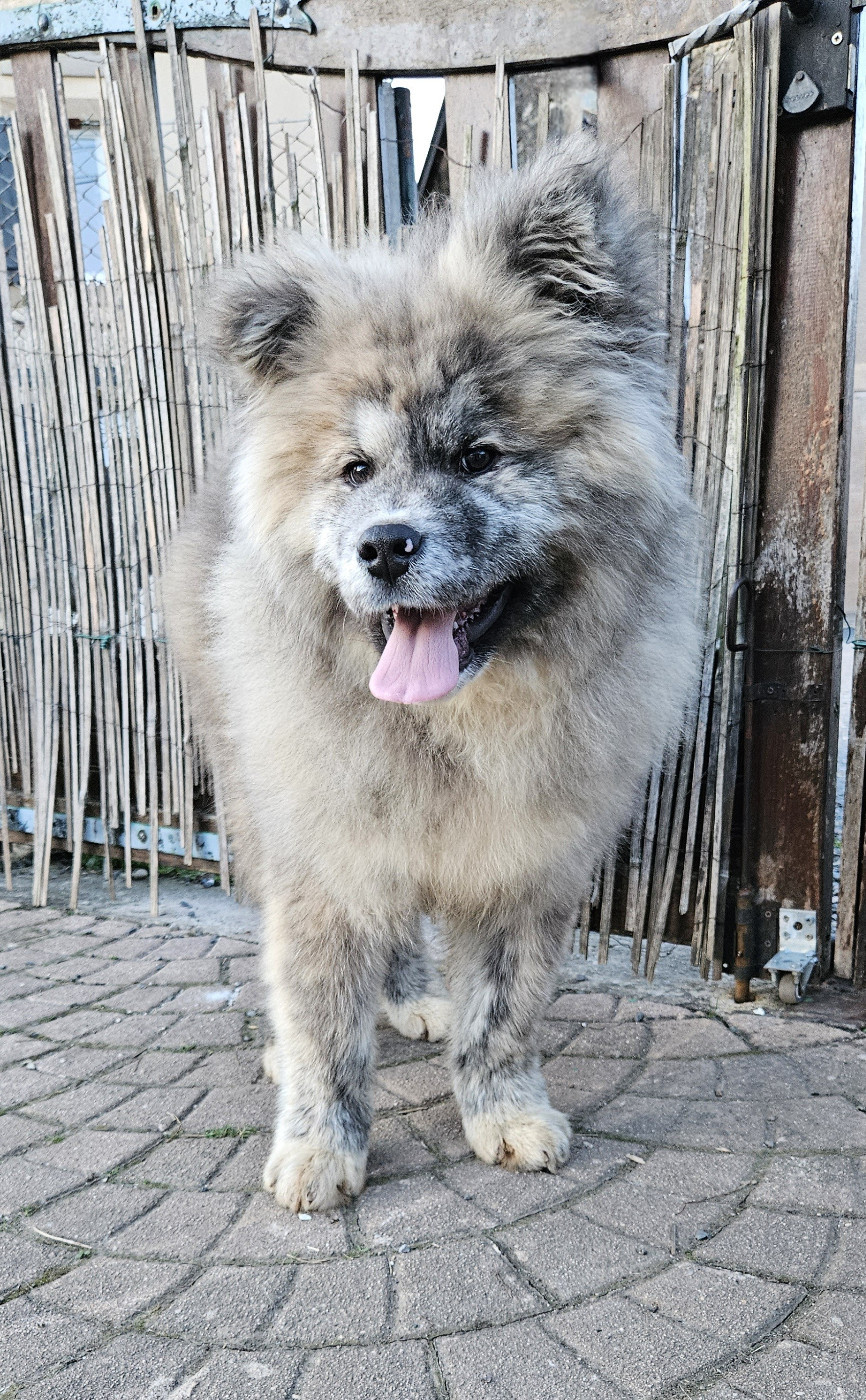 Des Dragons De Nishio - Chiots disponibles - Akita