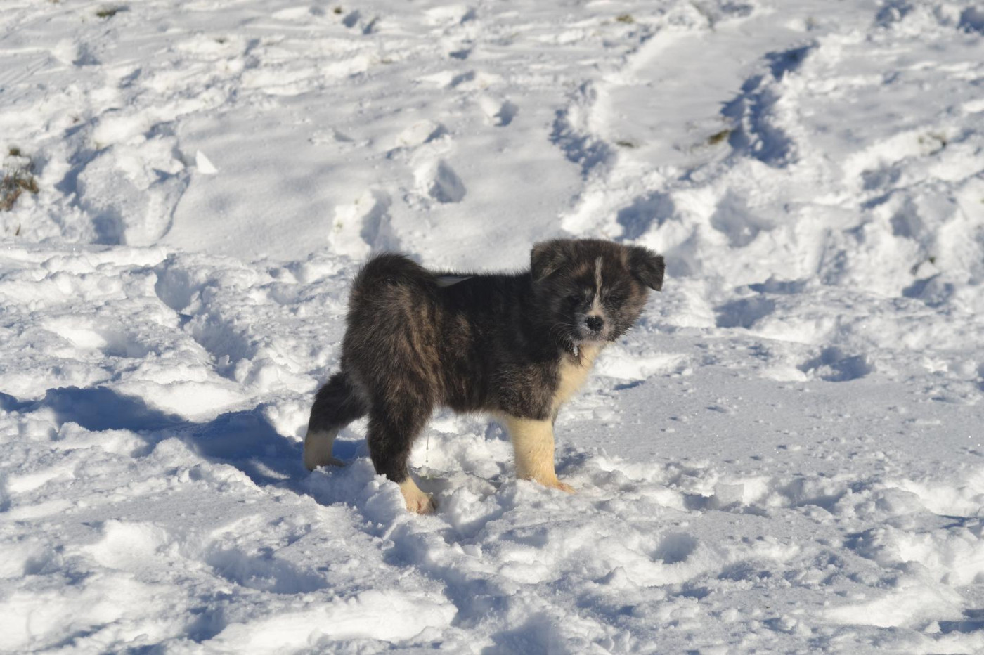 Des Dragons De Nishio - Chiots disponibles - Akita