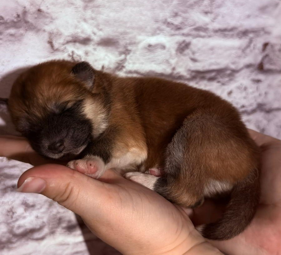 Des Dragons De Nishio - Chiots disponibles - Akita