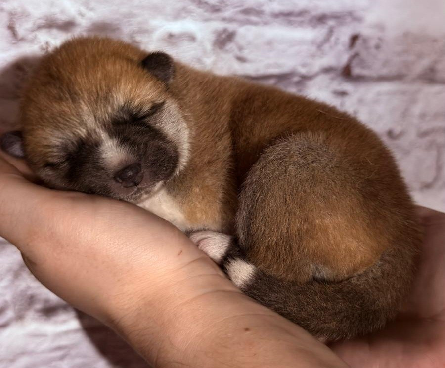 Des Dragons De Nishio - Chiots disponibles - Akita