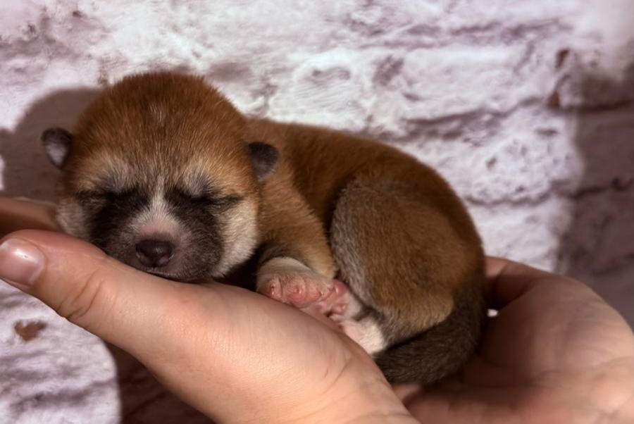 Des Dragons De Nishio - Chiots disponibles - Akita