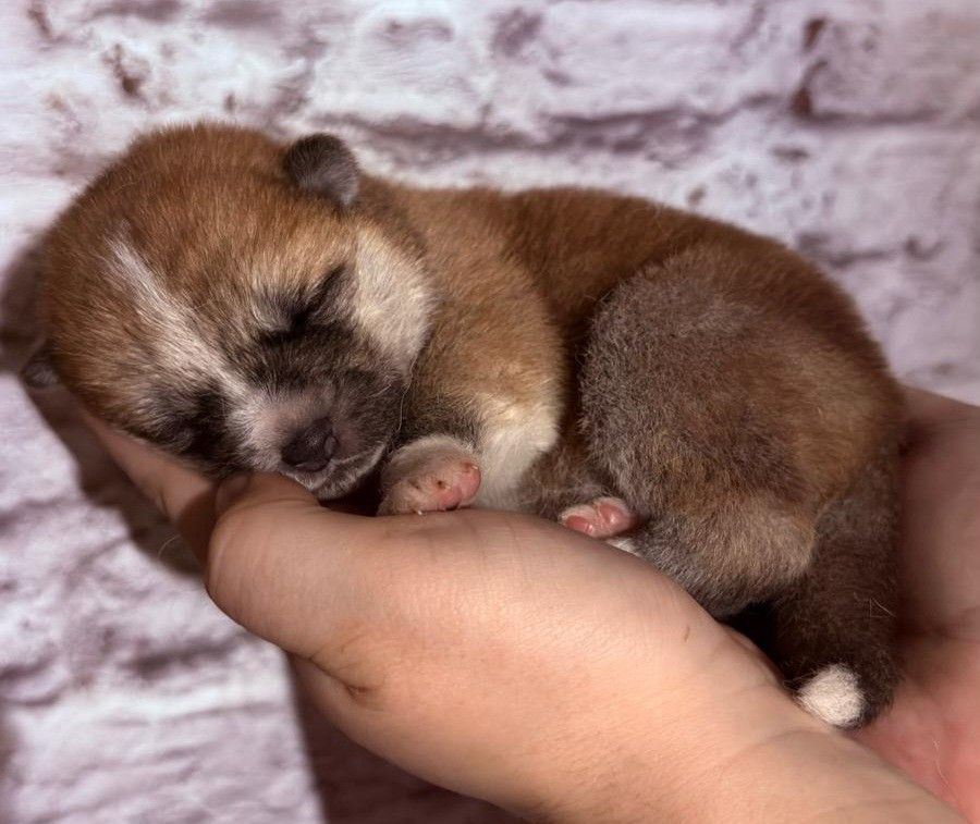 Des Dragons De Nishio - Chiots disponibles - Akita