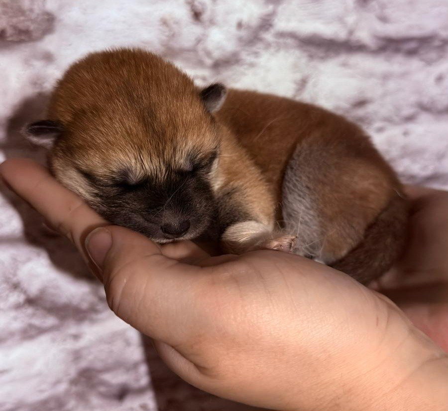 Des Dragons De Nishio - Chiots disponibles - Akita