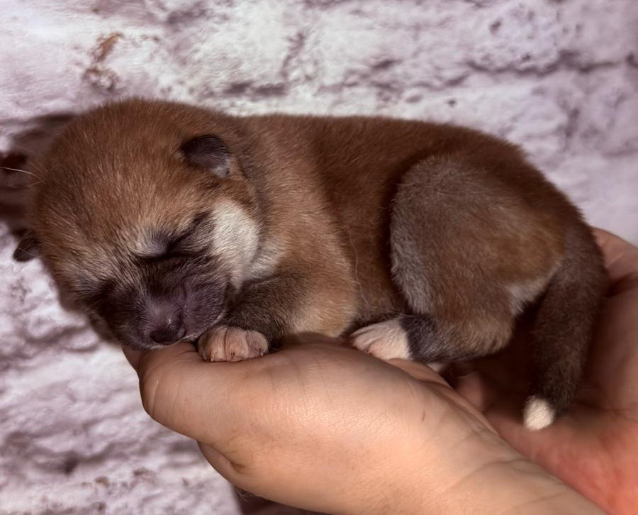 Des Dragons De Nishio - Chiots disponibles - Akita