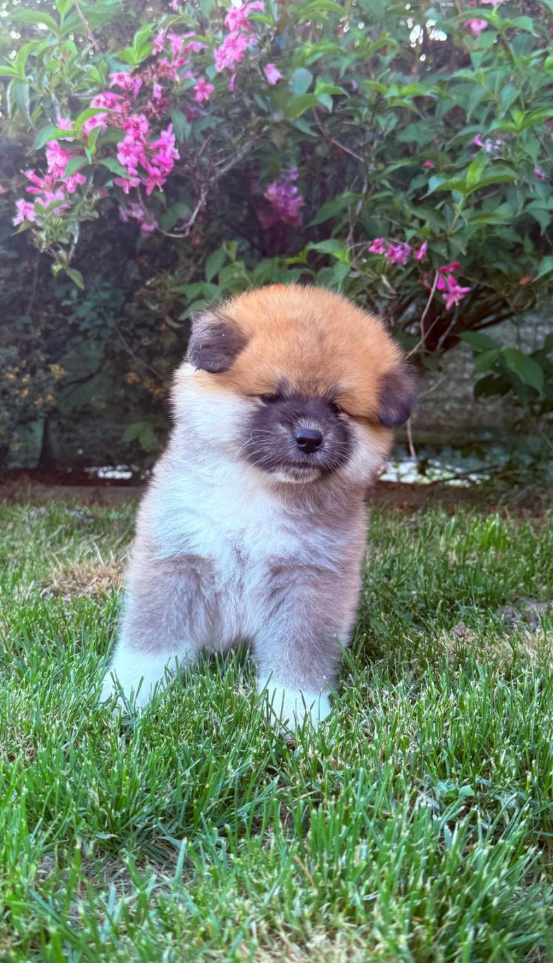 Des Dragons De Nishio - Chiots disponibles - Akita