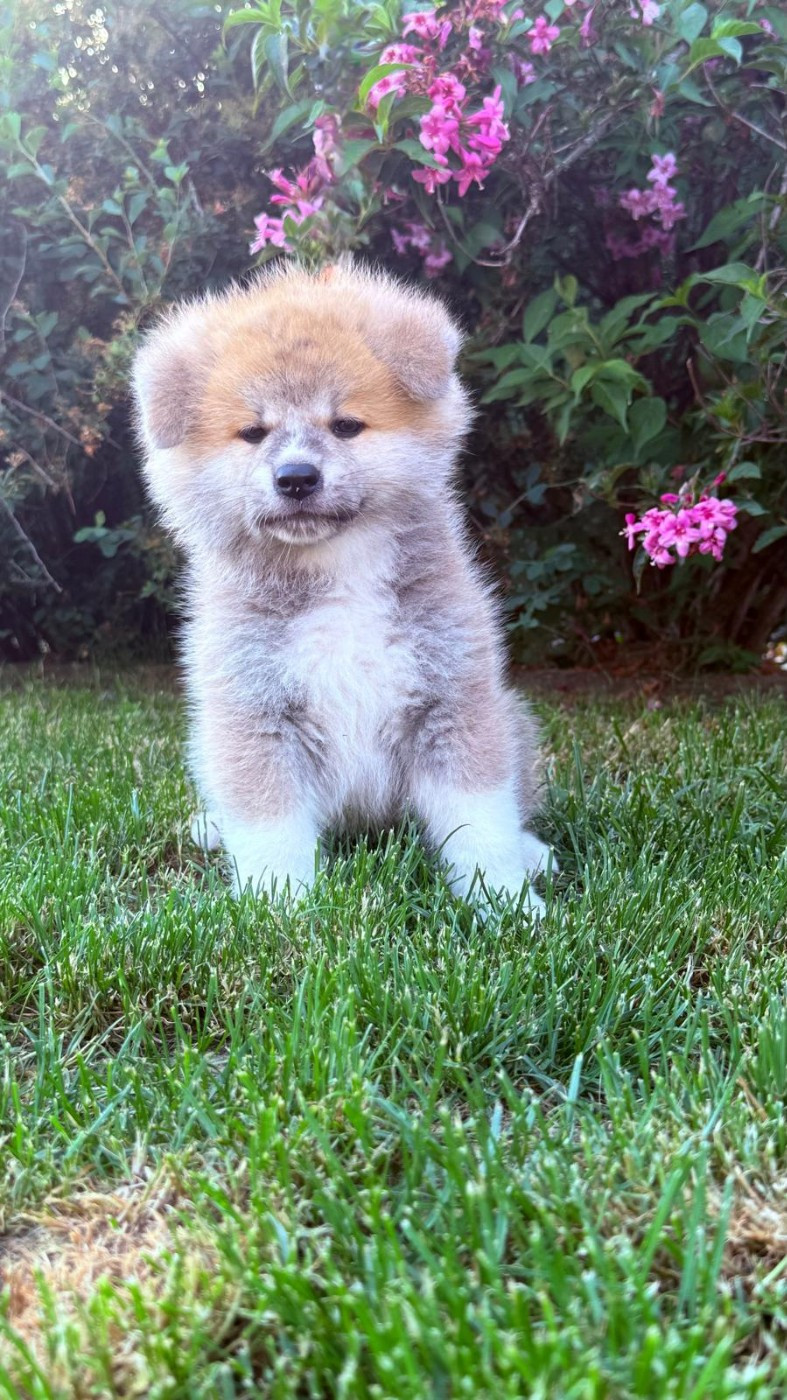 Des Dragons De Nishio - Chiots disponibles - Akita