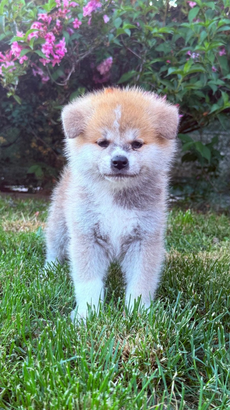 Des Dragons De Nishio - Chiots disponibles - Akita