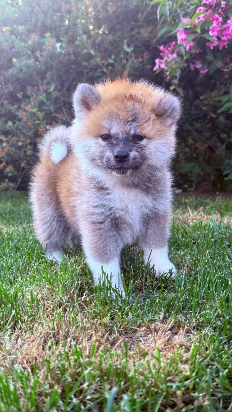 Des Dragons De Nishio - Chiots disponibles - Akita