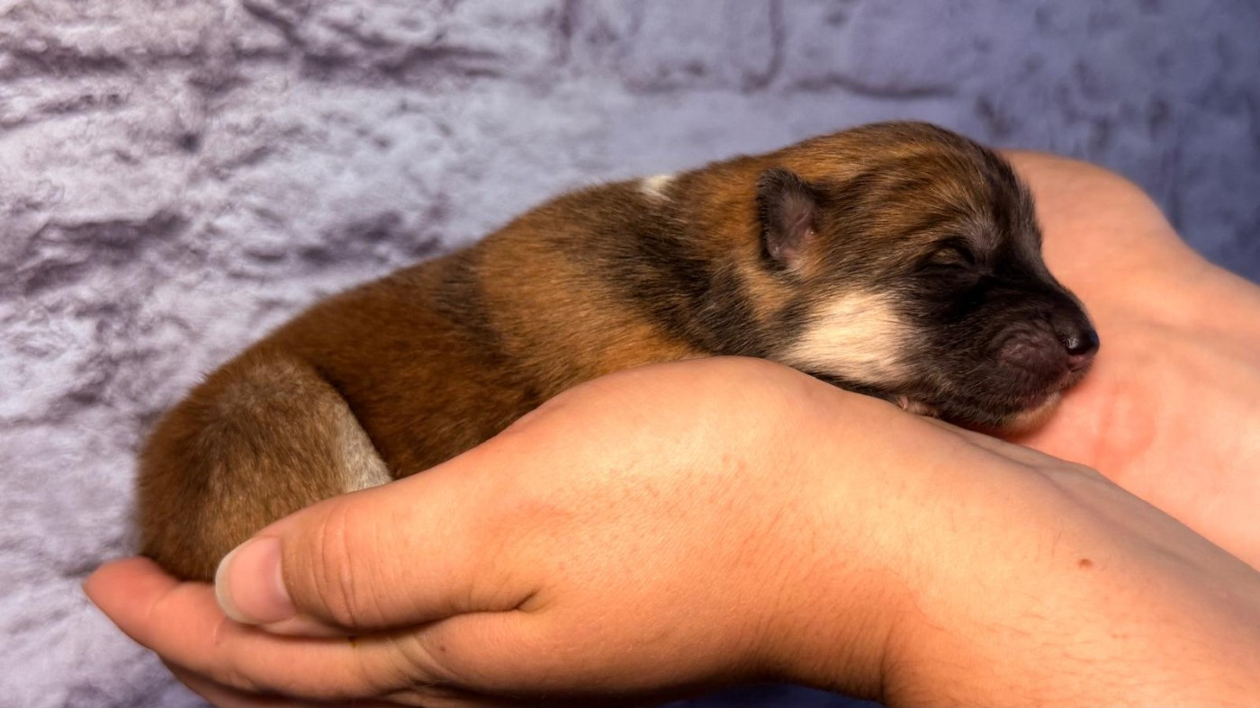 Des Dragons De Nishio - Chiots disponibles - Akita