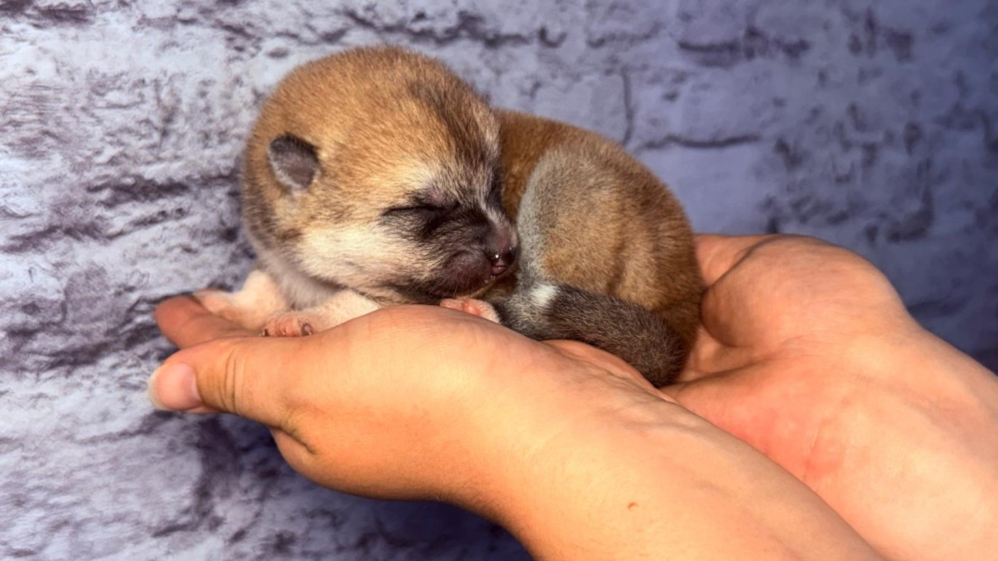 Des Dragons De Nishio - Chiots disponibles - Akita