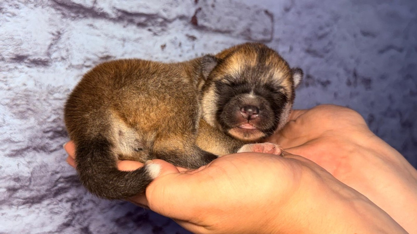 Des Dragons De Nishio - Chiots disponibles - Akita