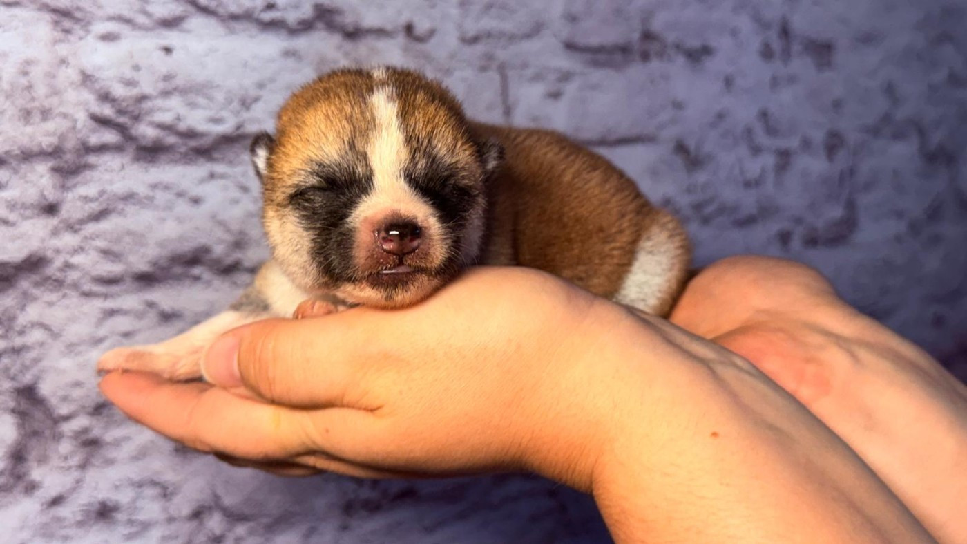 Des Dragons De Nishio - Chiots disponibles - Akita