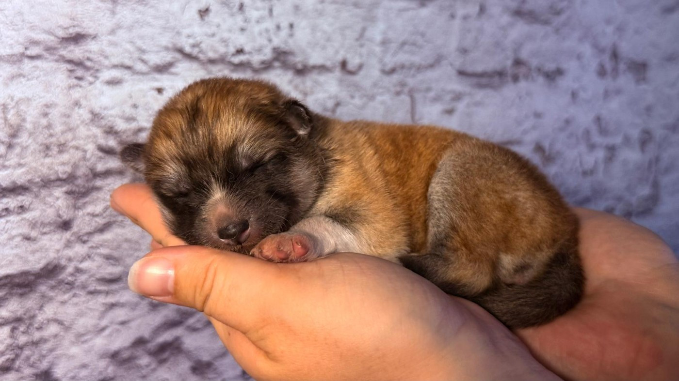 Des Dragons De Nishio - Chiots disponibles - Akita