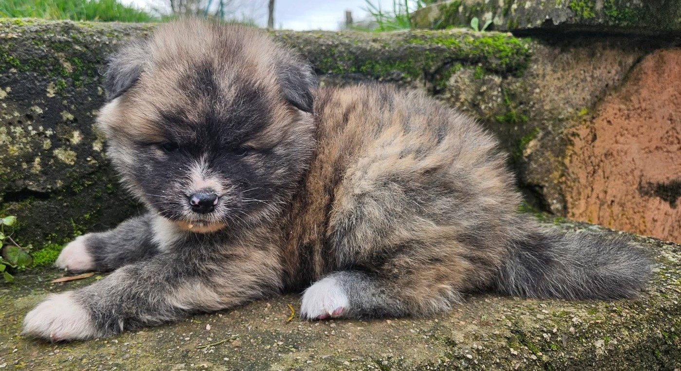 Des Dragons De Nishio - Chiots disponibles - Akita