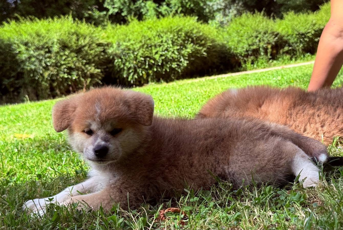 Des Dragons De Nishio - Chiots disponibles - Akita