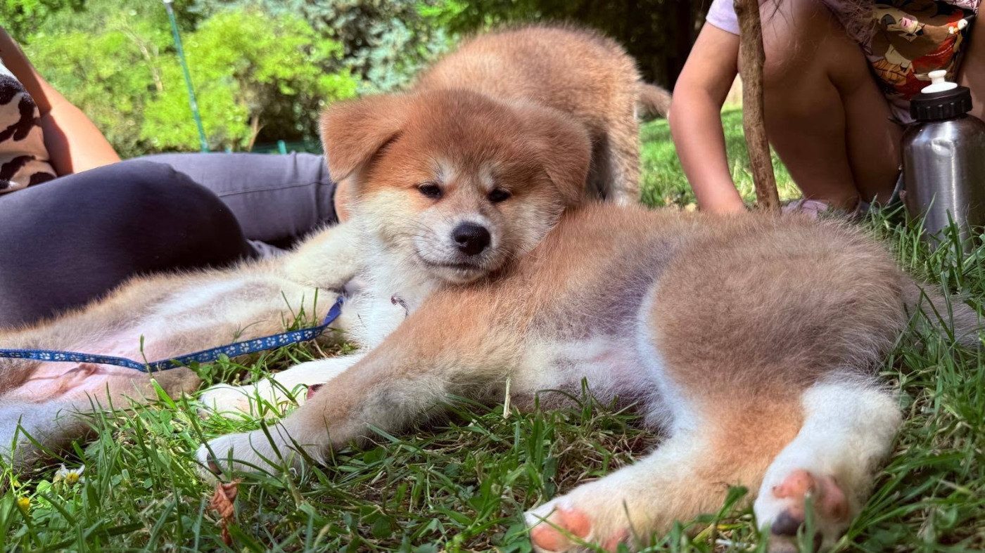Des Dragons De Nishio - Chiots disponibles - Akita
