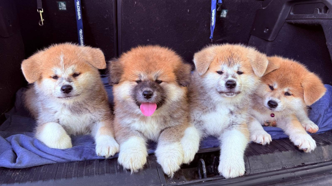 Des Dragons De Nishio - Chiots disponibles - Akita