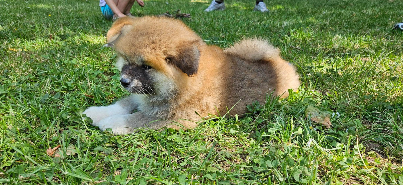 Des Dragons De Nishio - Chiots disponibles - Akita