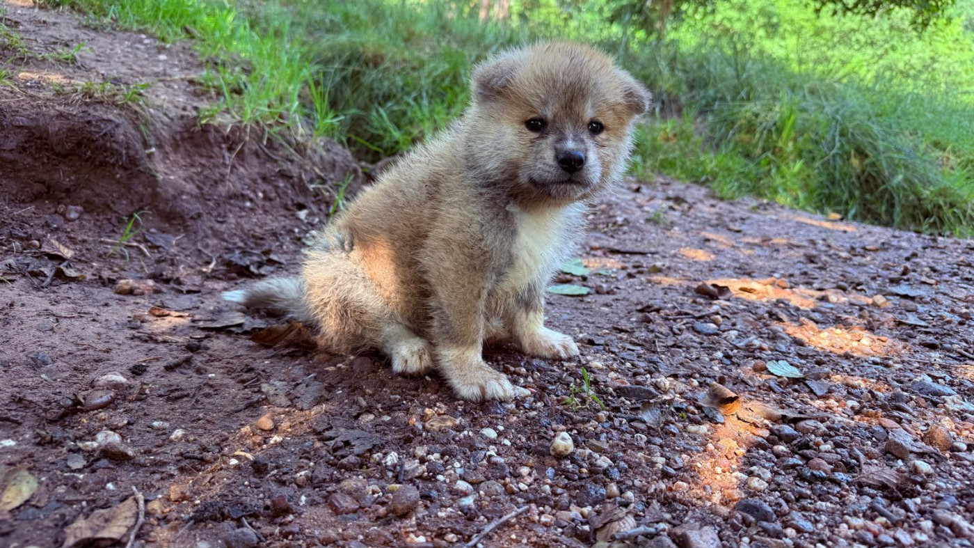 Des Dragons De Nishio - Chiots disponibles - Akita