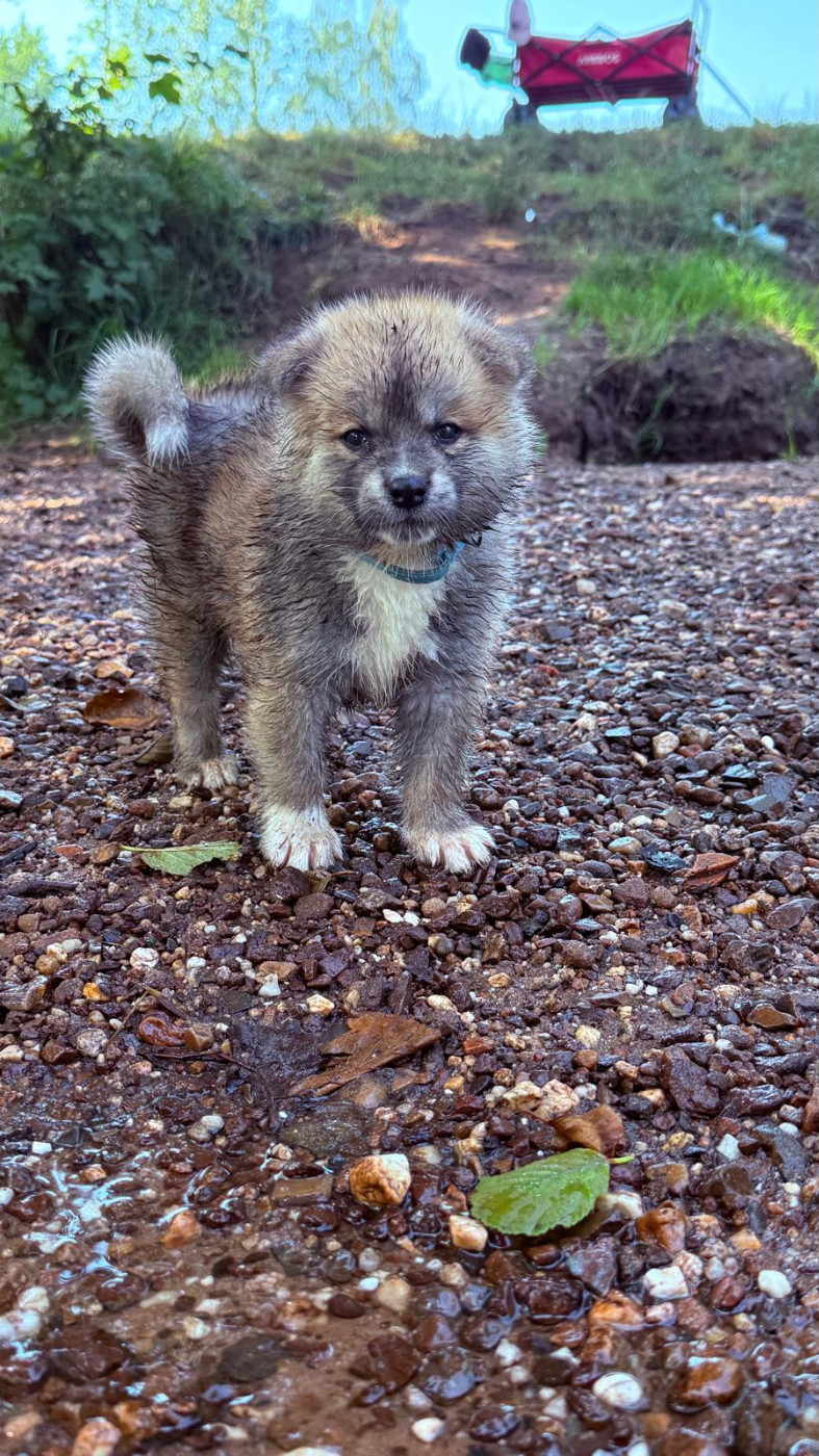 Des Dragons De Nishio - Chiots disponibles - Akita