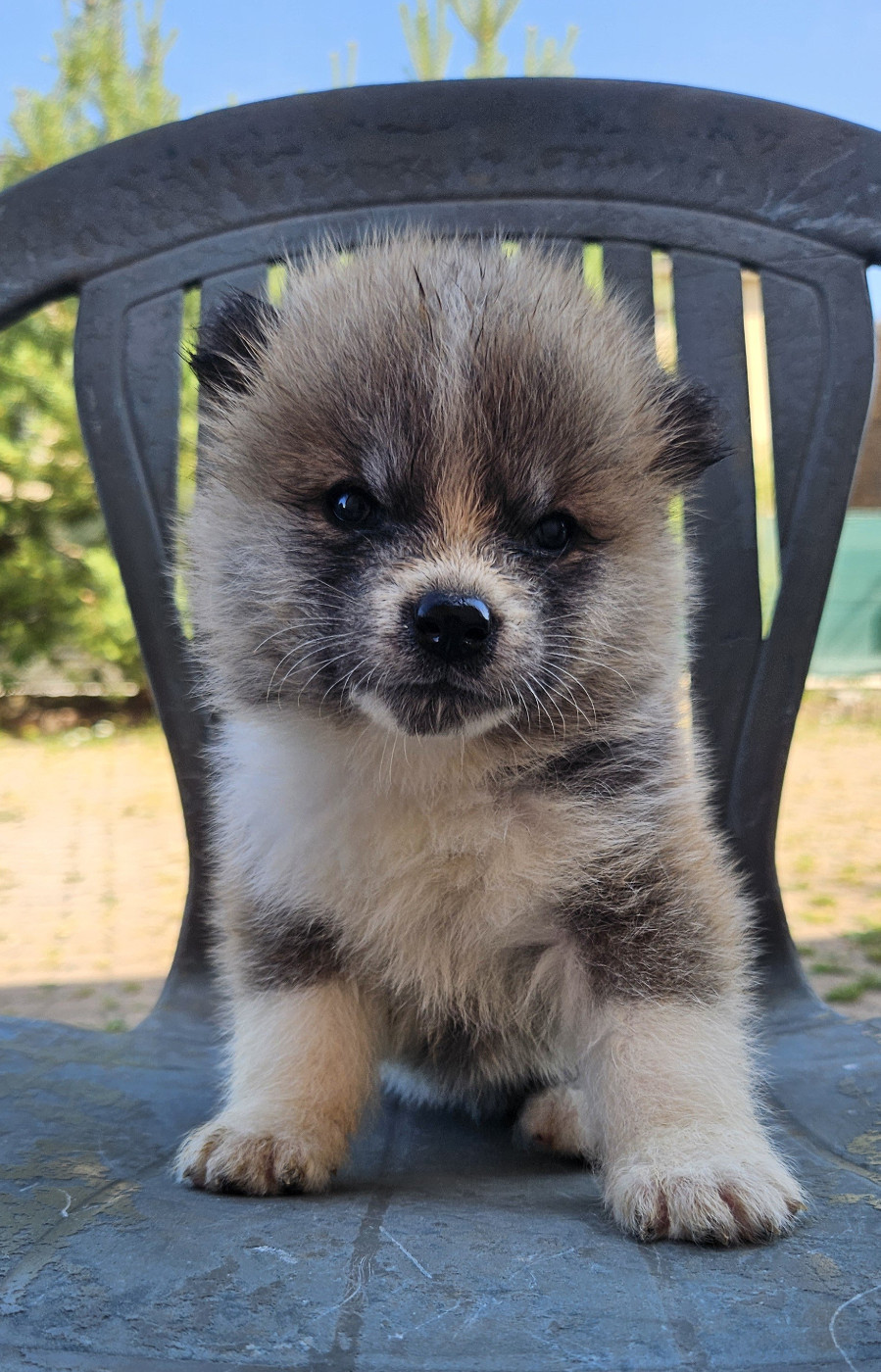 Des Dragons De Nishio - Chiots disponibles - Akita