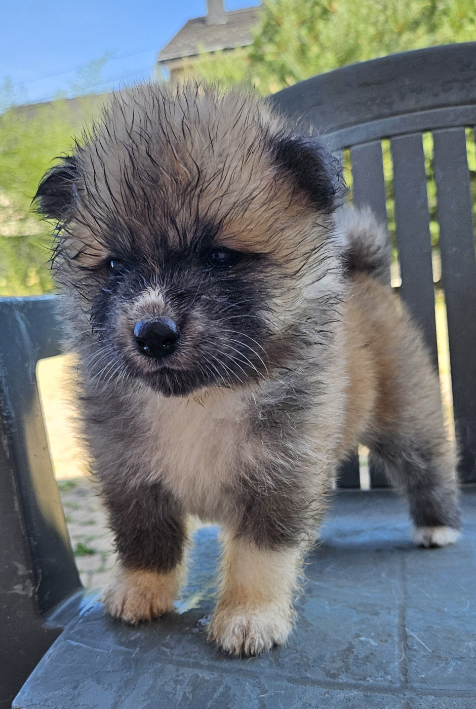 Des Dragons De Nishio - Chiots disponibles - Akita