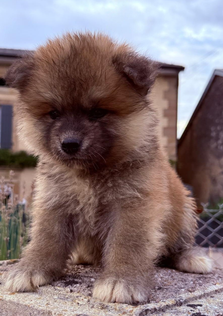 Des Dragons De Nishio - Chiots disponibles - Akita