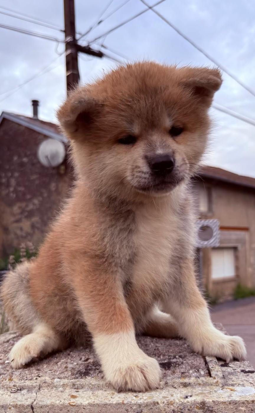 Des Dragons De Nishio - Chiots disponibles - Akita