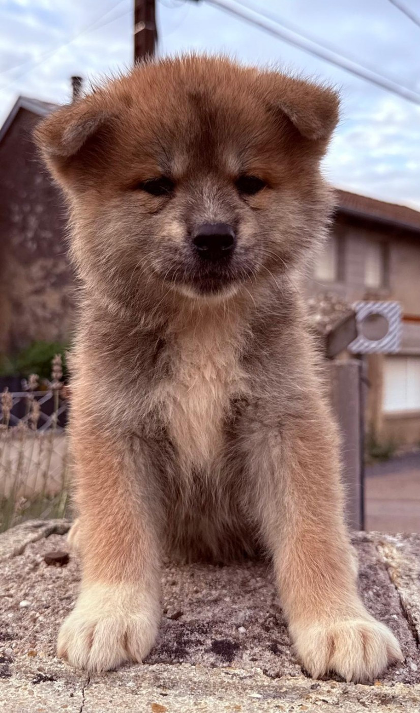 Des Dragons De Nishio - Chiots disponibles - Akita