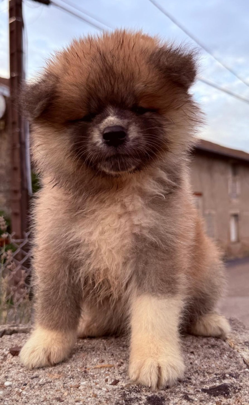Des Dragons De Nishio - Chiots disponibles - Akita