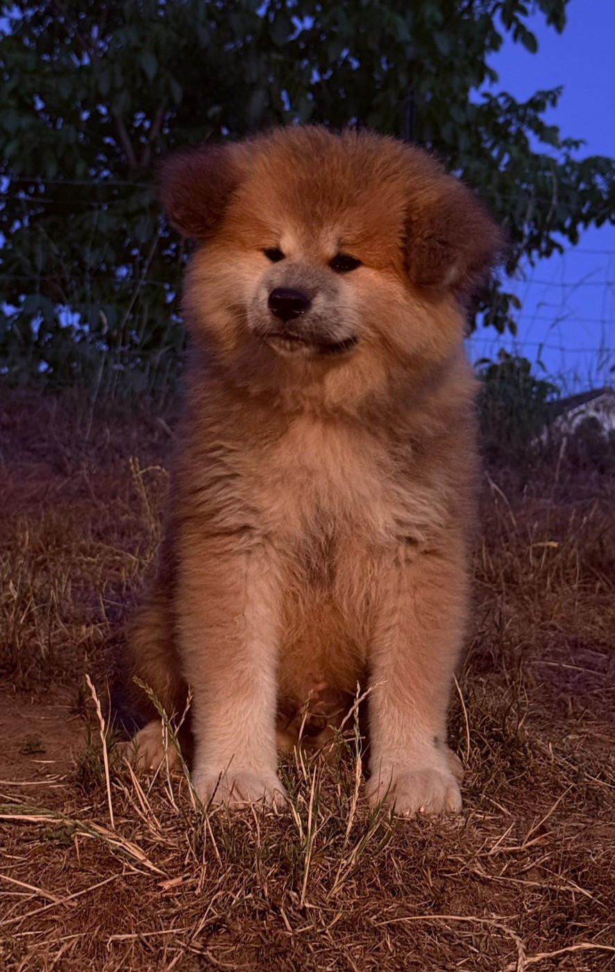 Des Dragons De Nishio - Chiots disponibles - Akita