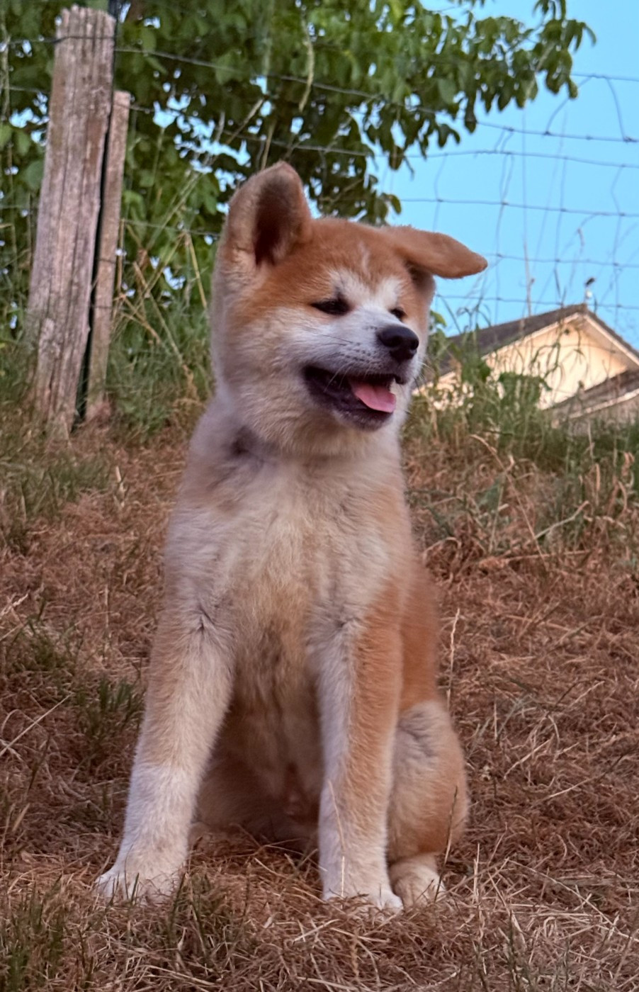 Des Dragons De Nishio - Chiots disponibles - Akita