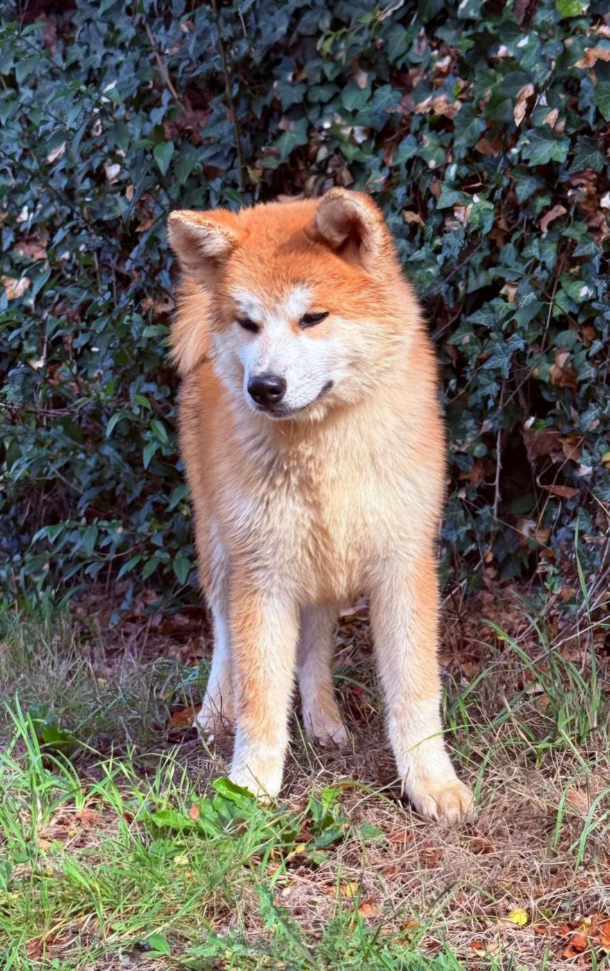 Des Dragons De Nishio - Chiots disponibles - Akita