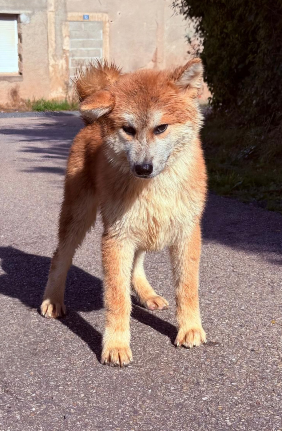 Des Dragons De Nishio - Chiots disponibles - Akita