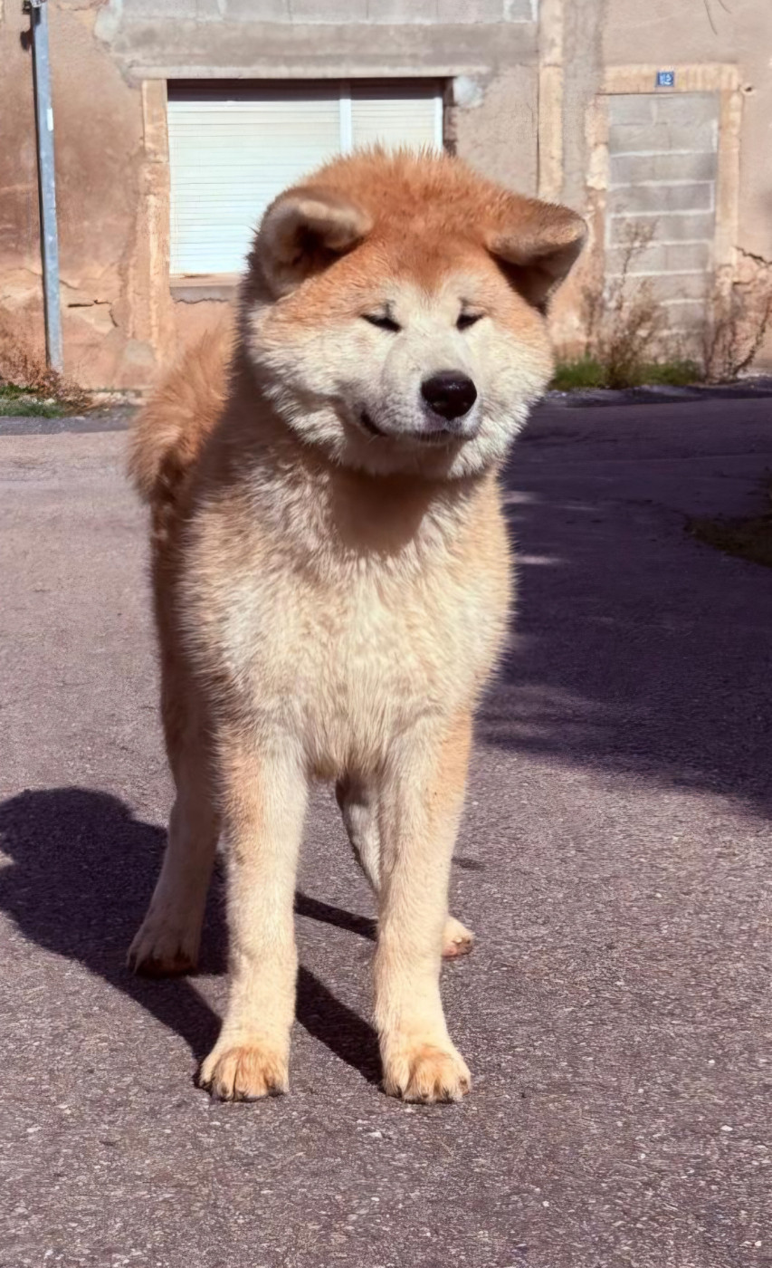 Des Dragons De Nishio - Chiots disponibles - Akita