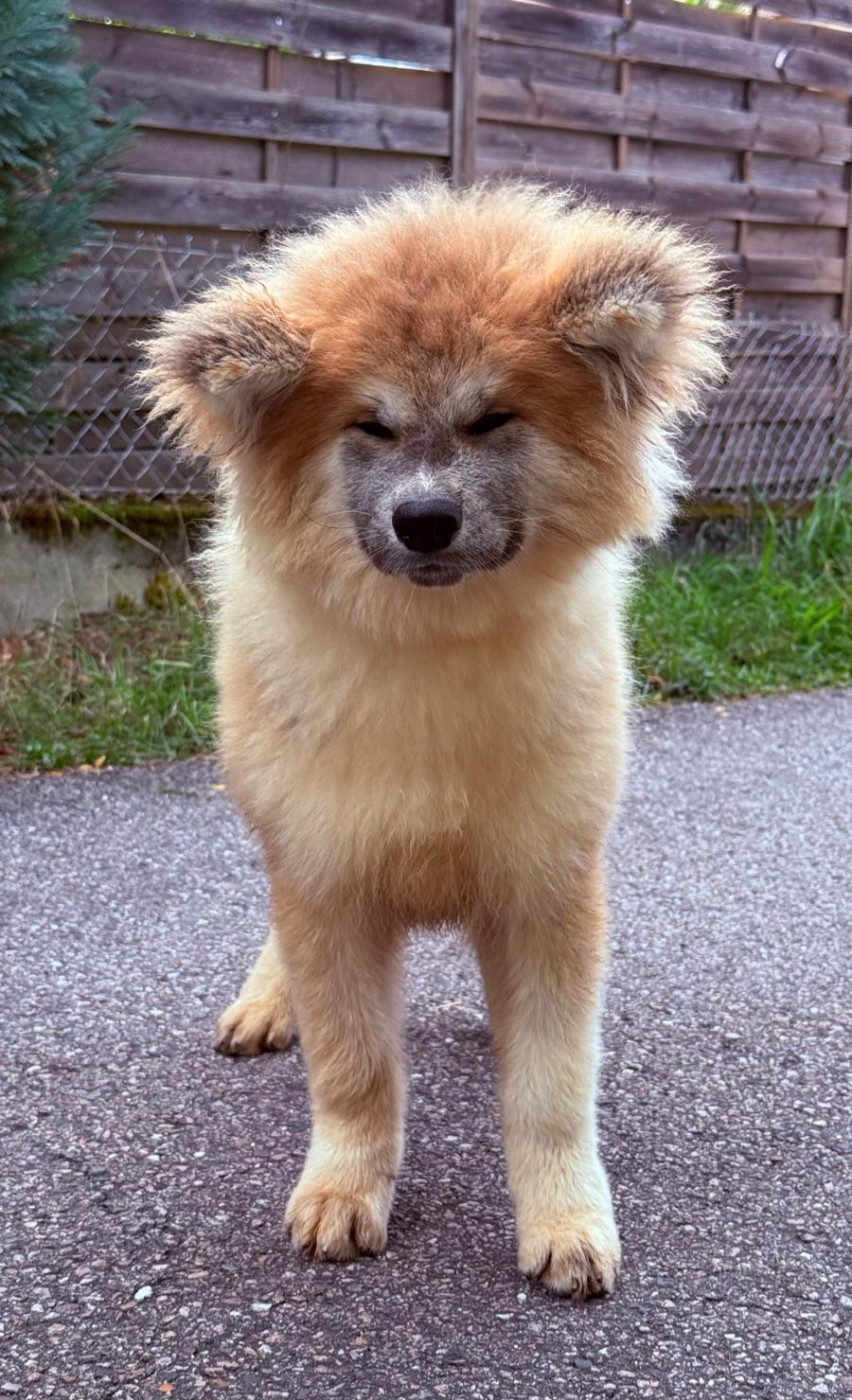 Des Dragons De Nishio - Chiots disponibles - Akita