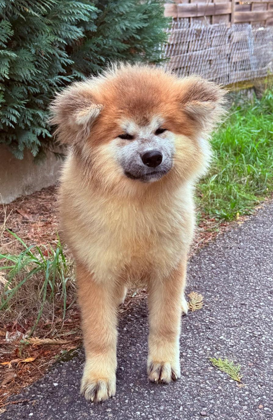 Des Dragons De Nishio - Chiots disponibles - Akita