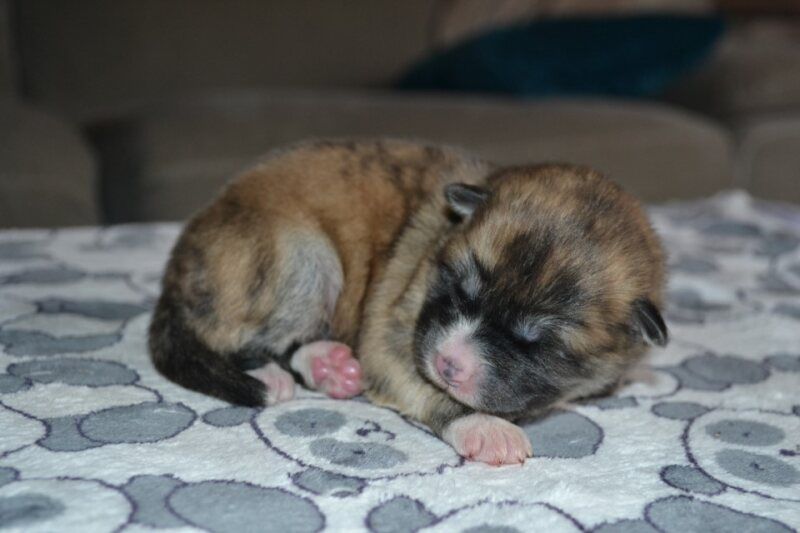 Des Dragons De Nishio - Chiots disponibles - Akita