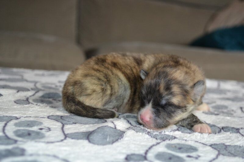 Des Dragons De Nishio - Chiots disponibles - Akita