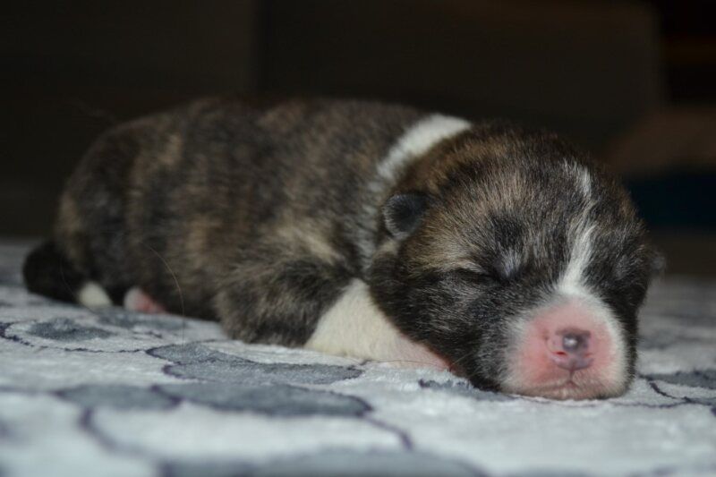 Des Dragons De Nishio - Chiots disponibles - Akita