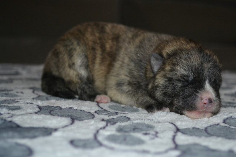 Des Dragons De Nishio - Chiots disponibles - Akita