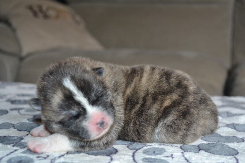 Des Dragons De Nishio - Chiots disponibles - Akita