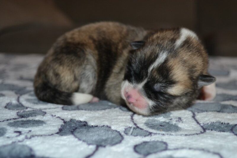 Des Dragons De Nishio - Chiots disponibles - Akita